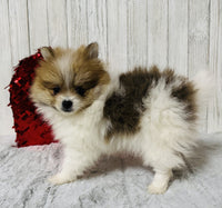 Pomeranian