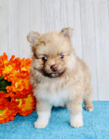 Pomeranian