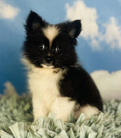 Pomeranian