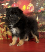 Pomeranian