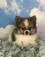 Pomeranian