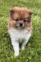Pomeranian