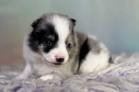 Pomeranian