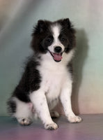 Pomeranian