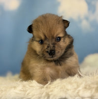 Pomeranian 