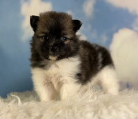 Pomeranian 