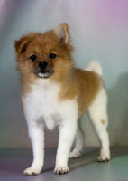 Pomeranian