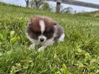 Pomeranian
