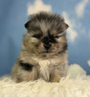 Pomeranian 