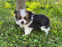 Pomeranian