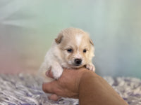 Pomeranian