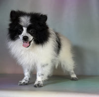 Pomeranian