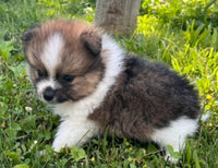 Pomeranian
