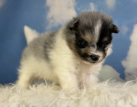Pomeranian 
