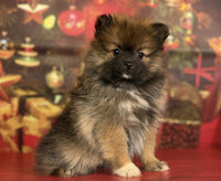 Pomeranian