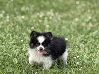 Pomeranian