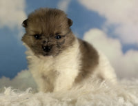 Pomeranian 