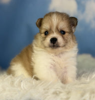 Pomeranian 
