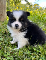 Pomeranian