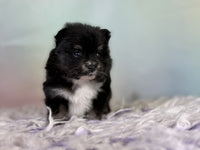 Pomeranian