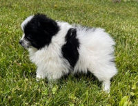 Pomeranian