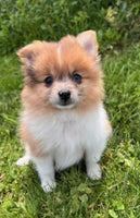 Pomeranian