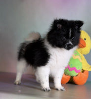 Pomeranian