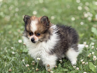Pomeranian