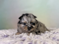 Pomeranian