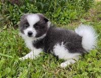 Pomeranian