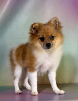 Pomeranian