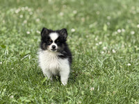 Pomeranian