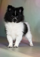 Pomeranian