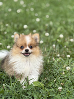 Pomeranian
