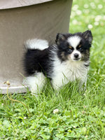Pomeranian