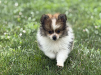 Pomeranian