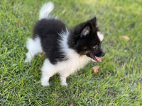 Troy Male ACA Pomeranian $655