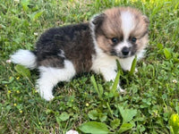 Pomeranian