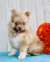 Pomeranian
