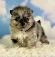 Pomeranian 