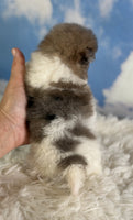 Pomeranian 