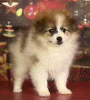Pomeranian