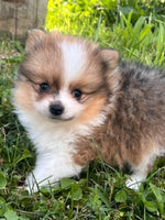 Pomeranian