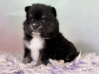 Pomeranian