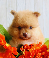 Pomeranian