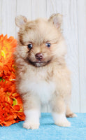 Pomeranian