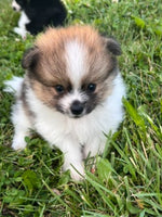 Pomeranian