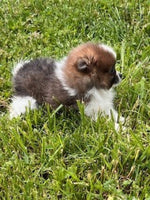 Pomeranian