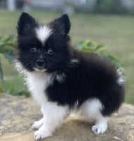 Pomeranian