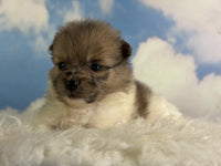 Pomeranian 